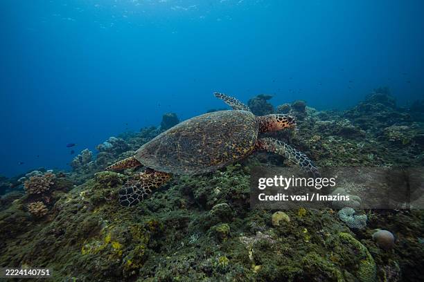 Drippy Turtle 110 Dripping Turtle Stock Photos, High-Res Pictures, and Images - Getty ...