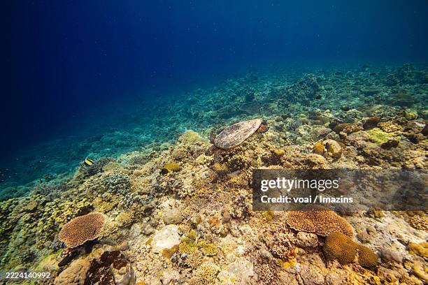 Drippy Turtle 110 Dripping Turtle Stock Photos, High-Res Pictures, and Images - Getty ...