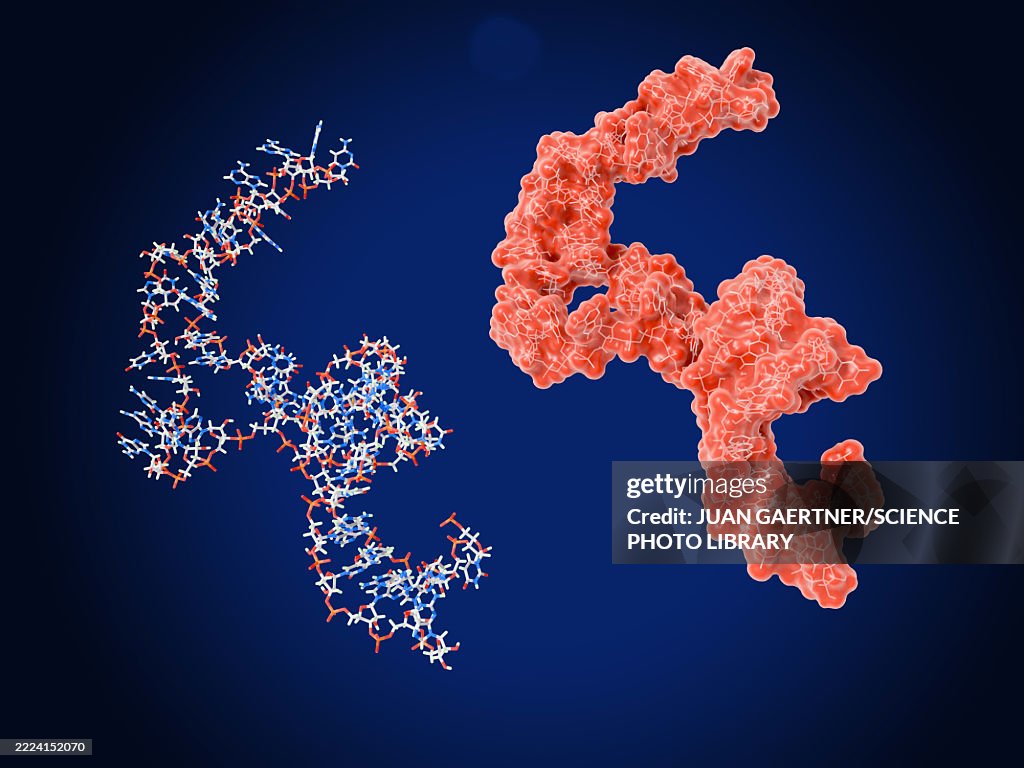 Let7 microRNA precursor molecules, illustration