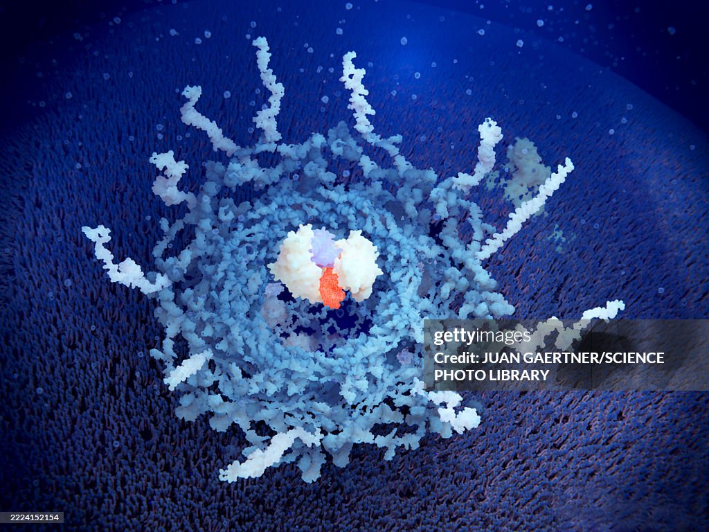 Nuclear pore complex transporting microRNA, illustration