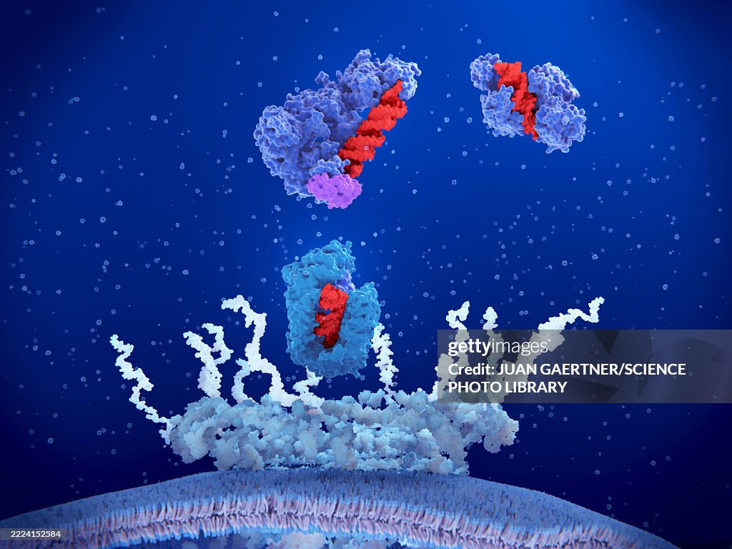 Enzyme microRNA complexes, illustration