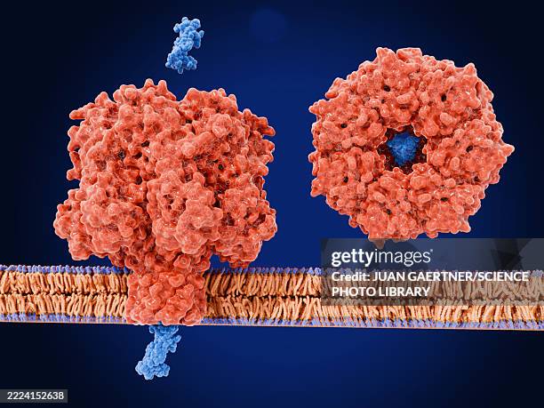 bacterial alpha-haemolysin toxin molecule, illustration - staphylococcus aureus stock illustrations