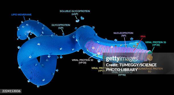 ebolavirus structure, illustration - bilayer lipid membrane stock illustrations