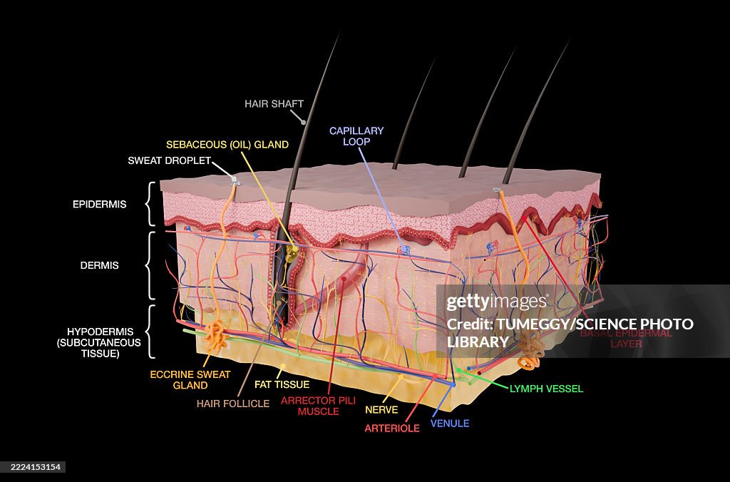 Human skin layers, illustration