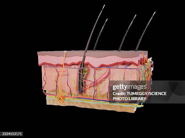 illustrations, cliparts, dessins animés et icônes de human skin layers, illustration - horripilateur