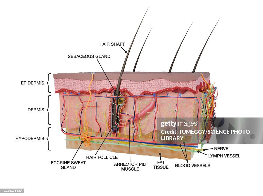 Human skin layers, illustration