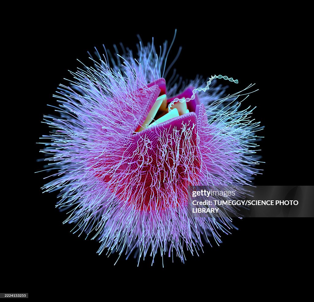 Giant virus particle releasing DNA, illustration