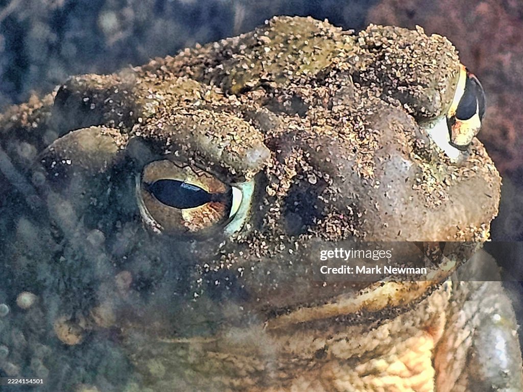 Sonoran desert toad