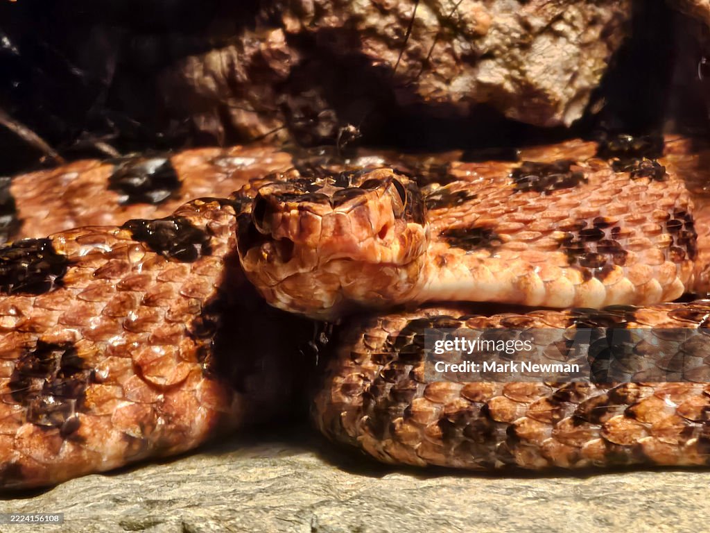 Carolina pygmy rattlesnake