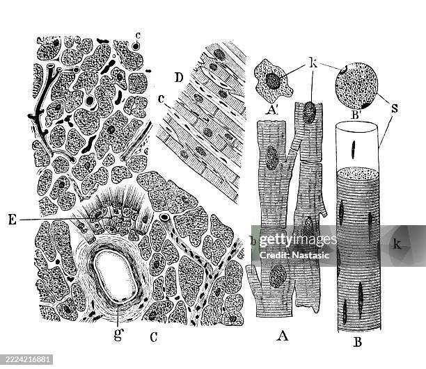 heart muscle tissue - aortic valve stock illustrations