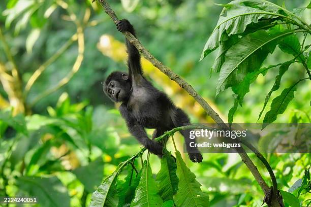 a wild and endangered juvenile gorilla hanging from a tree branch - silverback gorilla stock pictures, royalty-free photos & images