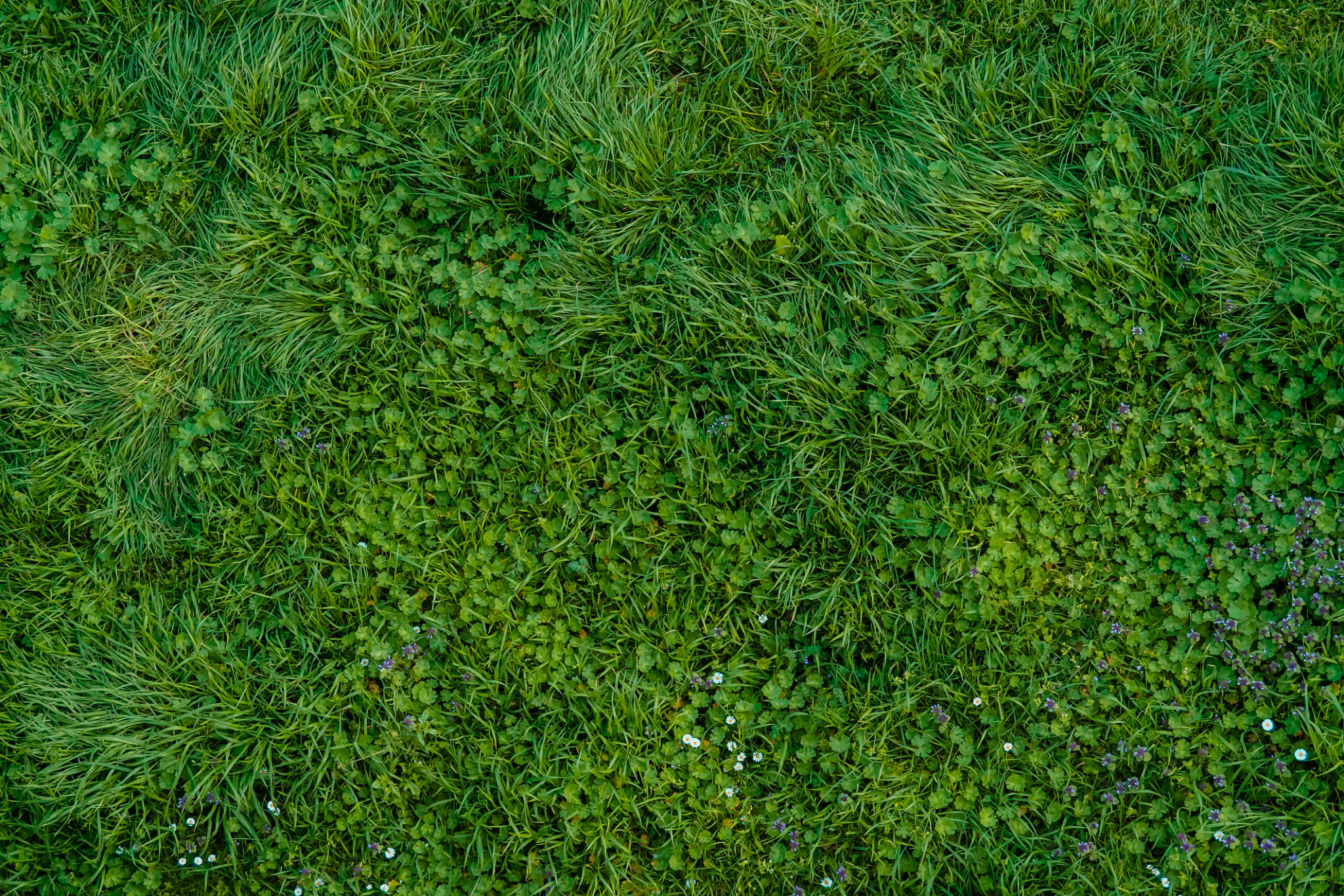 weeds in grass