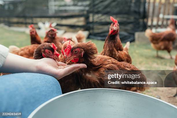 young woman feeds chickens by hand inside a backyard coop - livestock stock pictures, royalty-free photos & images