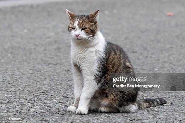 Larry the cat on July 09, 2025 in London, England. President Emmanuel Macron and Mrs Brigitte Macron visit the UK in the first visit State Visit made...