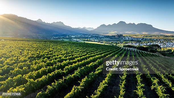 low angle aerial view over vineyards of stellenbosch, south africa - stellenbosch stockfoto's en -beelden