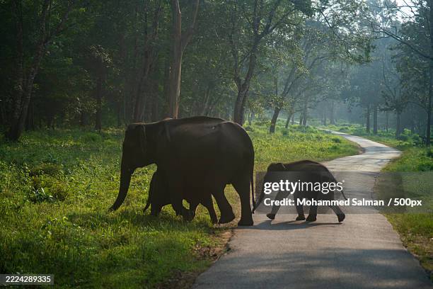 side view of elephants walking on road in forest,ponnampet,karnataka,india - asiatischer elefant stock-fotos und bilder