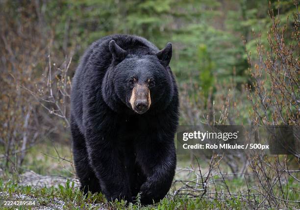 portrait of american black bear on field,alberta,canada - black bear stock pictures, royalty-free photos & images