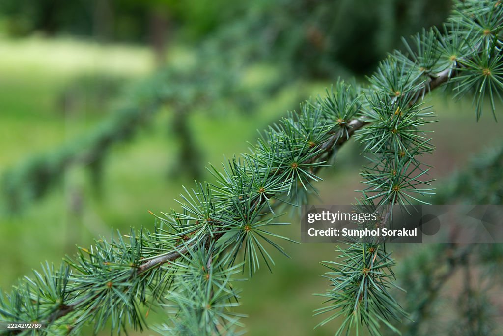 A close-up of pine needles reveals slender, green clusters on a branch, showcasing evergreen foliage in a London park, UK.