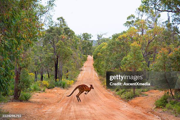 ein känguru auf der buschstraße. - perth australien stock-fotos und bilder