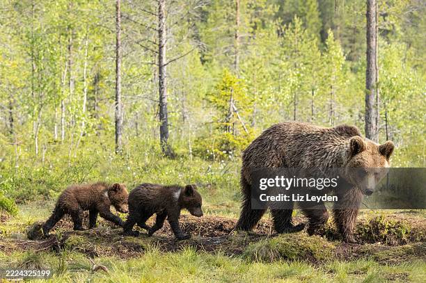 european brown bear, ursus arctos arctos, mother with two tiny cubs: finland - boreal forest stock pictures, royalty-free photos & images