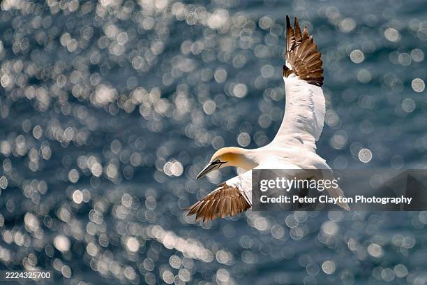 northern gannet in flight with bokeh - flapping wings stock pictures, royalty-free photos & images