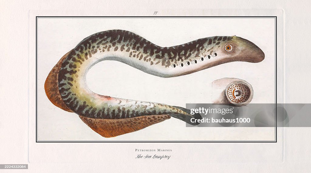 Sea Lamprey, Lamprey, Fish, hand-colored engraving of the Natural History of Fish, published in 1787