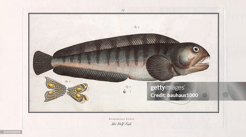 Wolf fish Wolffish, Fish, hand-colored engraving of the Natural History of Fish, published in 1787