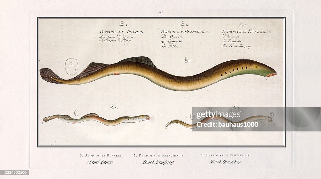 Sand Lance, Lamprey, River Lamprey, Fish, hand-colored engraving of the Natural History of Fish, published in 1787
