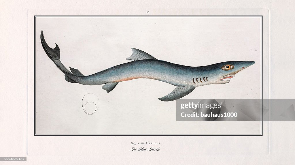 Blue Shark, Fish, hand-colored engraving of the Natural History of Fish, published in 1787