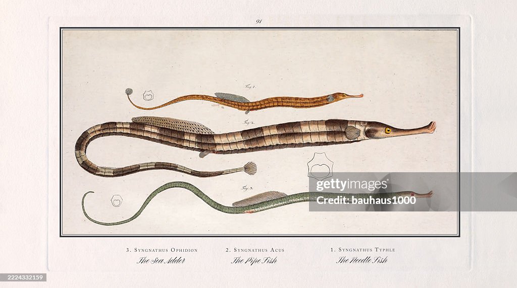 Sea Adder, Pipe fish, Pipefish, Needle Fish, needlefish, Fish, hand-colored engraving of the Natural History of Fish, published in 1787