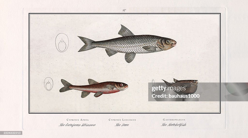 European Minnow, Minnow, Dace, Hatchetfish, Fish, hand-colored engraving of the Natural History of Fish, published in 1787