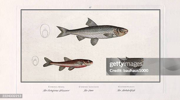 european minnow, minnow, dace, hatchetfish, fish, hand-colored engraving of the natural history of fish, published in 1787 - hatchet fish stock illustrations