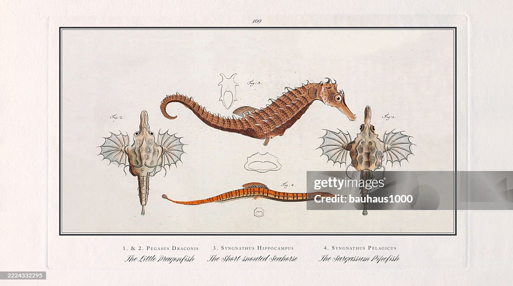 Little Dragonfish, Dragonfish, Seahorse, Sargassum Pipefish, Fish, hand-colored engraving of the Natural History of Fish, published in 1787