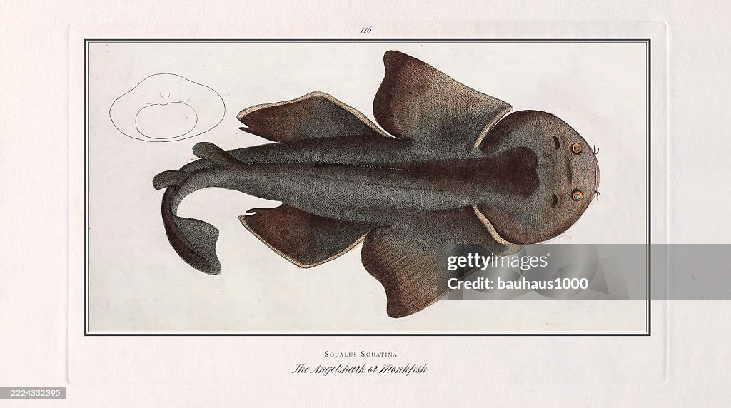 Angelshark, Monkfish, Fish, hand-colored engraving of the Natural History of Fish, published in 1787