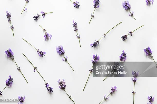 lavender flowers pattern on white background – minimal botanical flat lay - lavendel stock-fotos und bilder