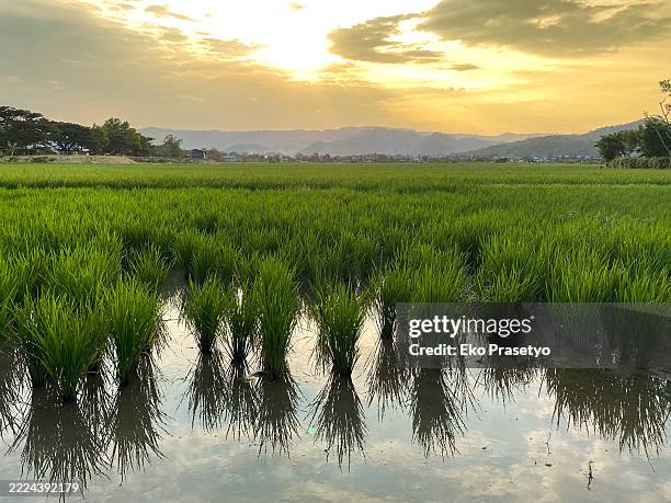 Samo Rice Tree 19,977 Rice Tree Stock Photos, High-Res Pictures, and Images - Getty Images