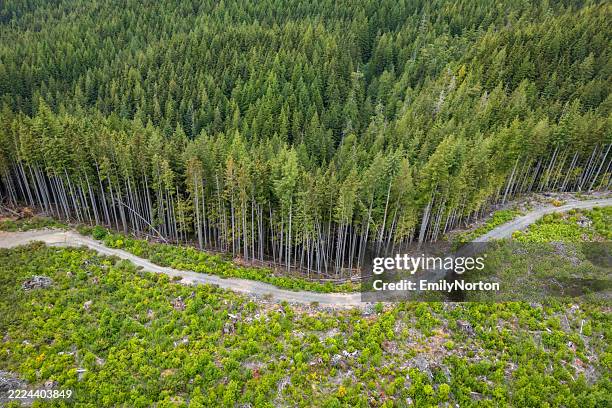 logging industry on vancouver island - reforestation stock pictures, royalty-free photos & images
