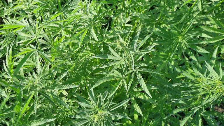 https://media.gettyimages.com/id/2224432323/video/hemp-crop-growing-vigorously-across-wide-farmland-capturing-lush-green-vegetation-through.jpg?b=1&s=640x640&k=20&c=4PCyEMdzIP6zLXWQ2O9VaELBnUUuSYuqCl_u51DsvCI=