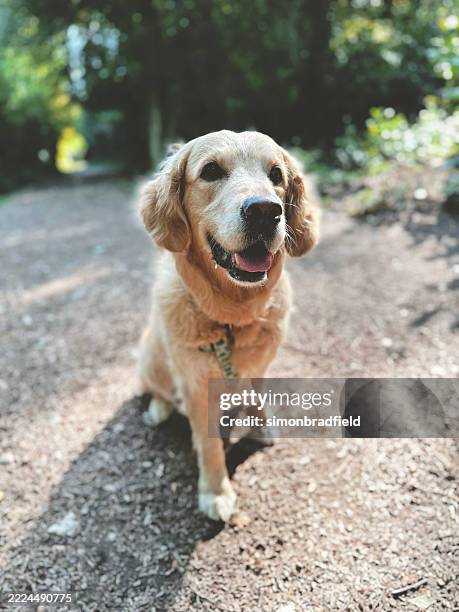 golden retriever en promenade - chien rapporteur de gibier photos et images de collection