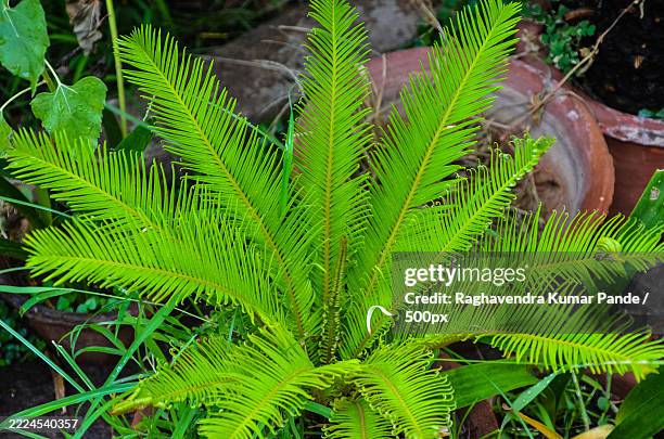 close-up of fern leaves,dhanbad,jharkhand,india - tropical tree stock pictures, royalty-free photos & images