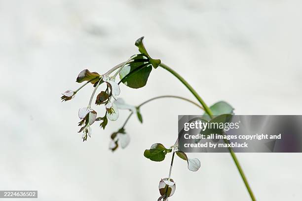 young eucalyptus tree-scotland. - tropical tree stock pictures, royalty-free photos & images