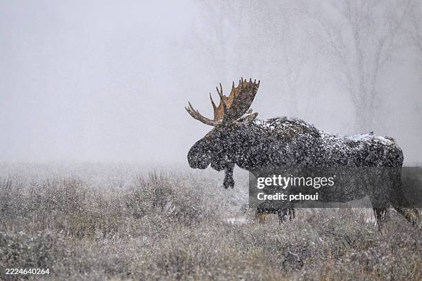 bull moose, alces alces, majestic male animal on first snow - moose stock pictures, royalty-free photos & images