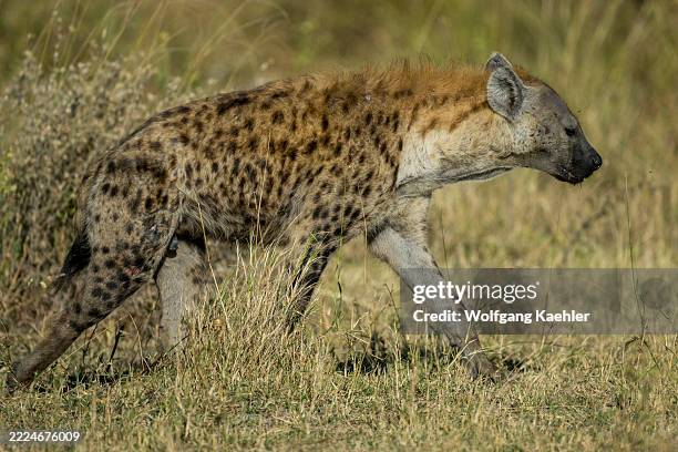 Spotted hyena in the Moremi Game Reserve in the eastern part of the Okavango Delta in Botswana.