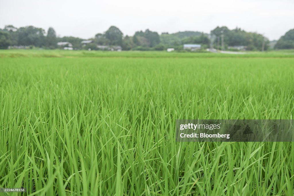 Rice Farming in Tochigi