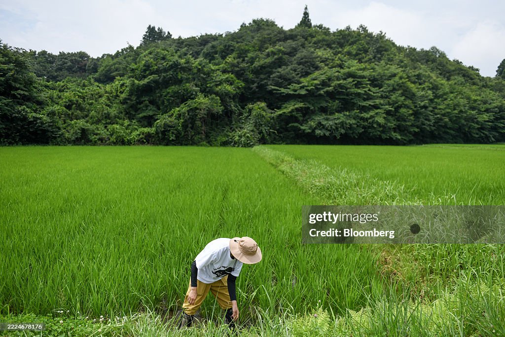 Rice Farming in Tochigi