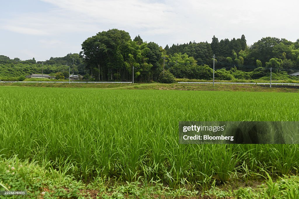 Rice Farming in Tochigi