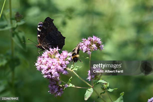 aglais io and bumblebee on origanum vulgare - hommel stockfoto's en -beelden