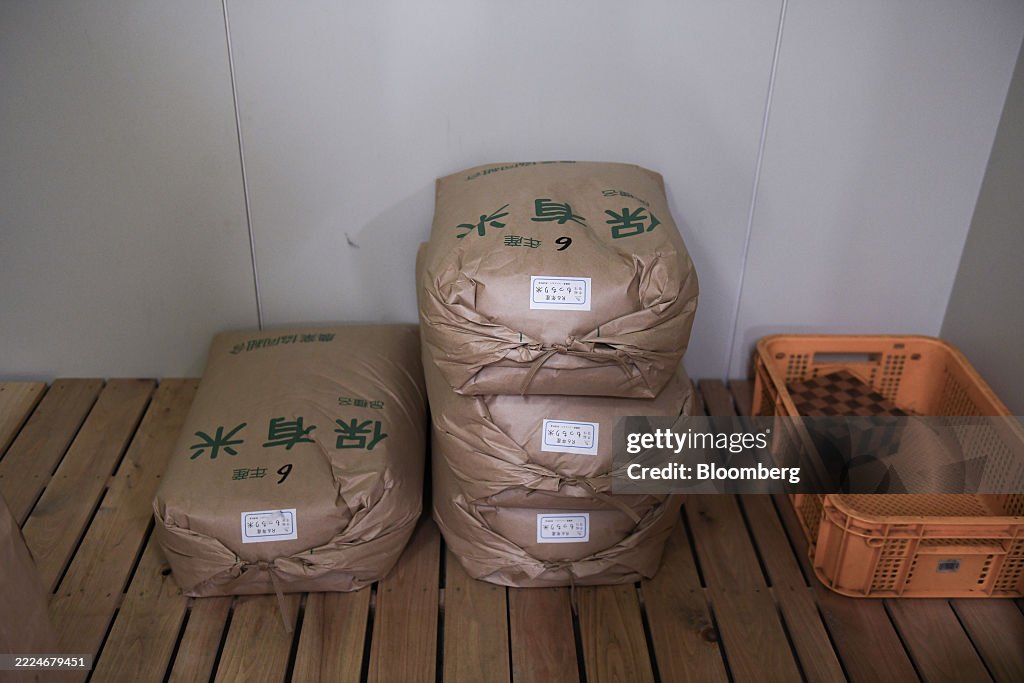 Rice Farming in Tochigi