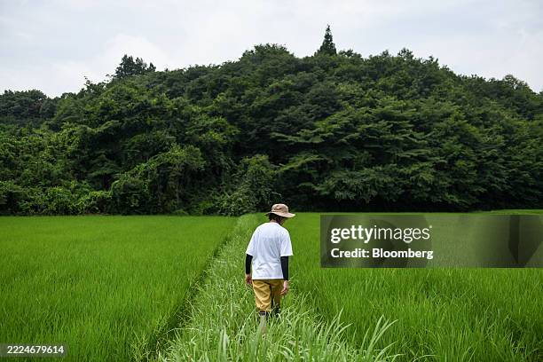 Worker in the rice field in Nasu, Tochigi Prefecture, Japan, on Saturday, July 5, 2025. Emergency action to lower price of rice prioritizes votes of...