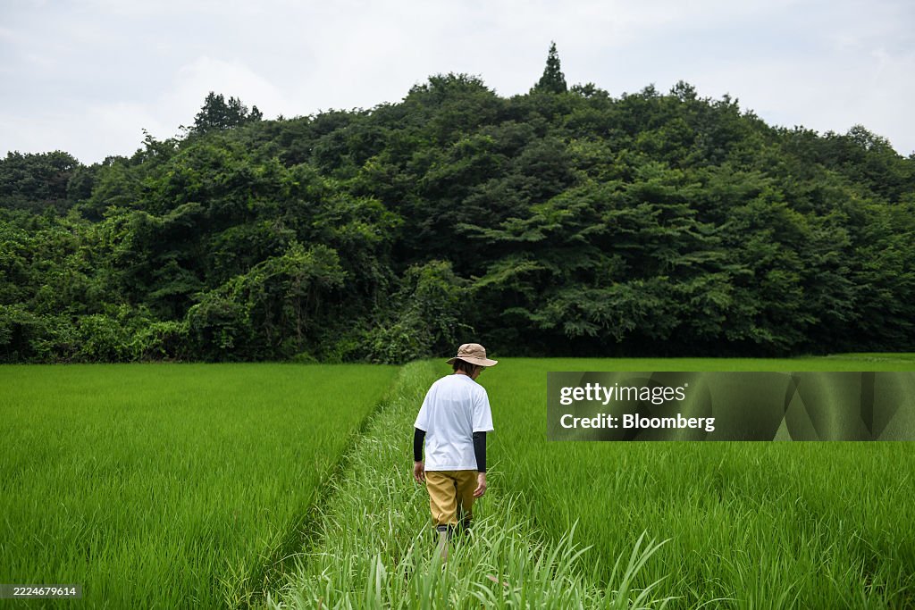 Rice Farming in Tochigi